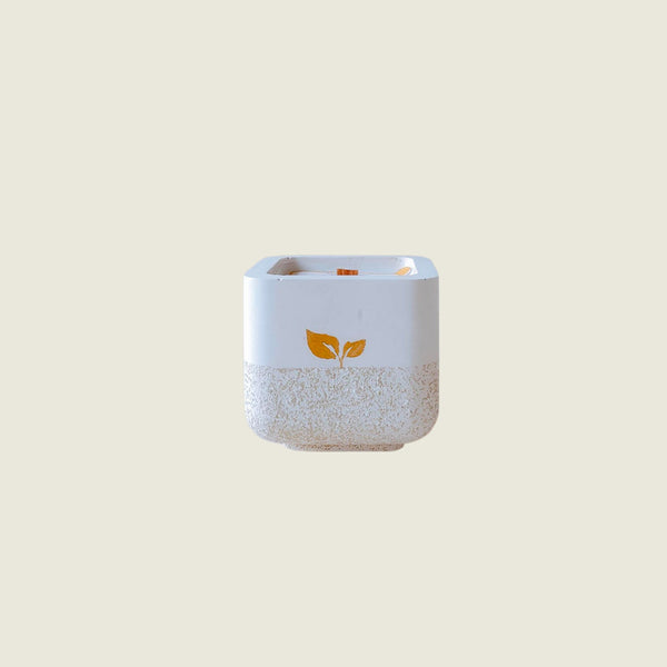 Bare Seduction – Aloe, Sea Salt & Amber